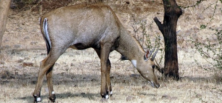 Koshi Tappu Wildlife Tour 3 Days