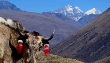 Laya Gasa Trek – 19 Days