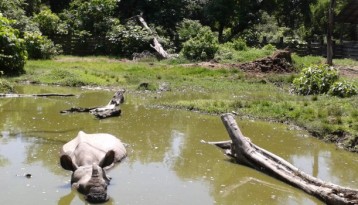 Chitwan Wildlife Tour 3 Days
