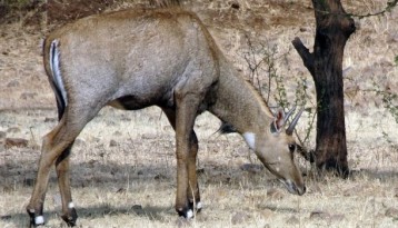 Koshi Tappu Wildlife Tour 3 Days